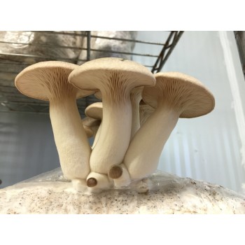 Mushroom Spawn bag 1.7kg  Pleurotus eryngii Large Cap (KING OYSTER)  - FREE SHIPPING